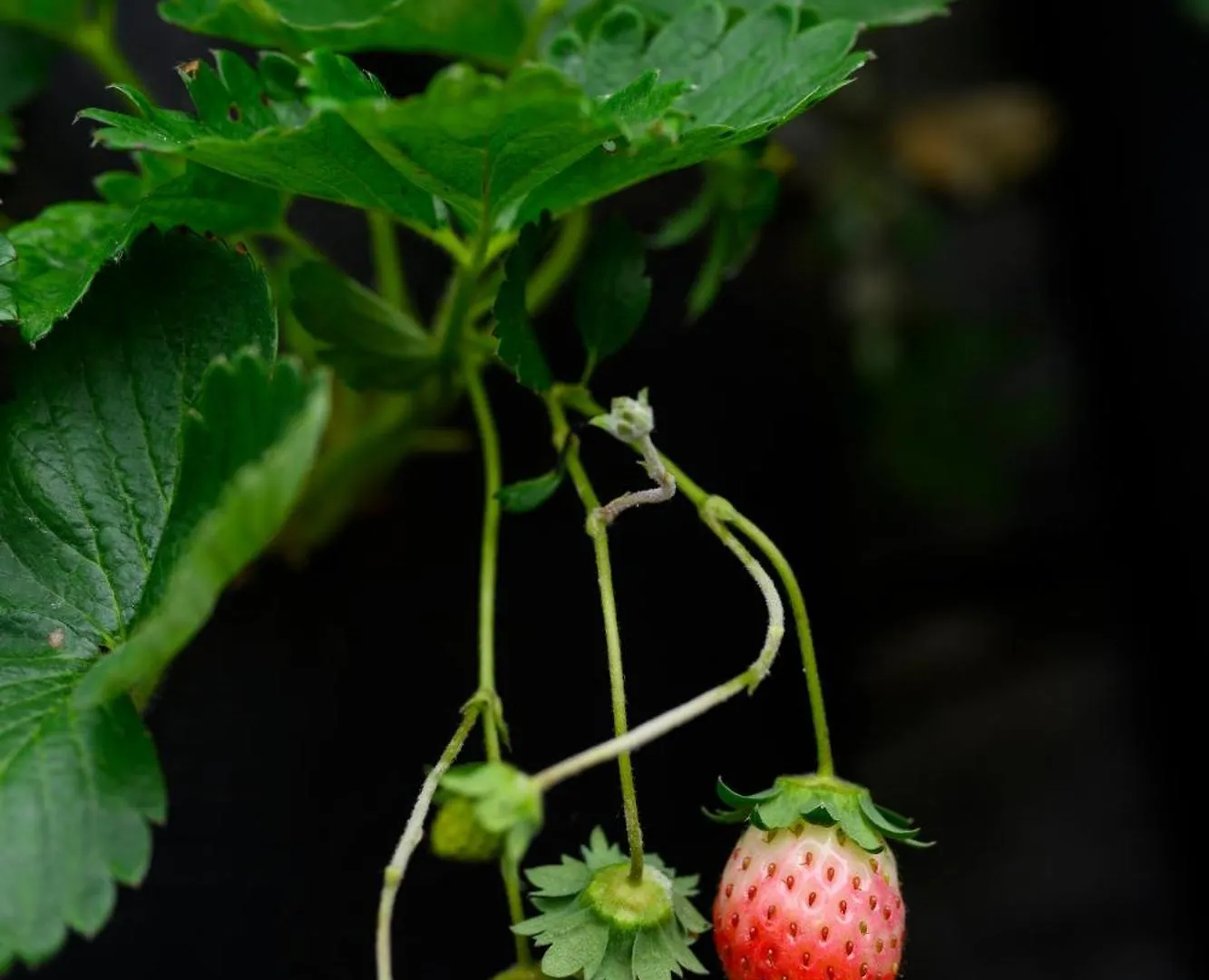 Farm stay Prakriti Resort And Organic Farm Pvt. Ltd. Kathmandu Nepal